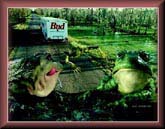 BUD FROGS #2 CEL