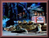 BUD FROGS #4 CEL