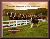Team & Wagon with young Clydesdale Ilfochrome Print
